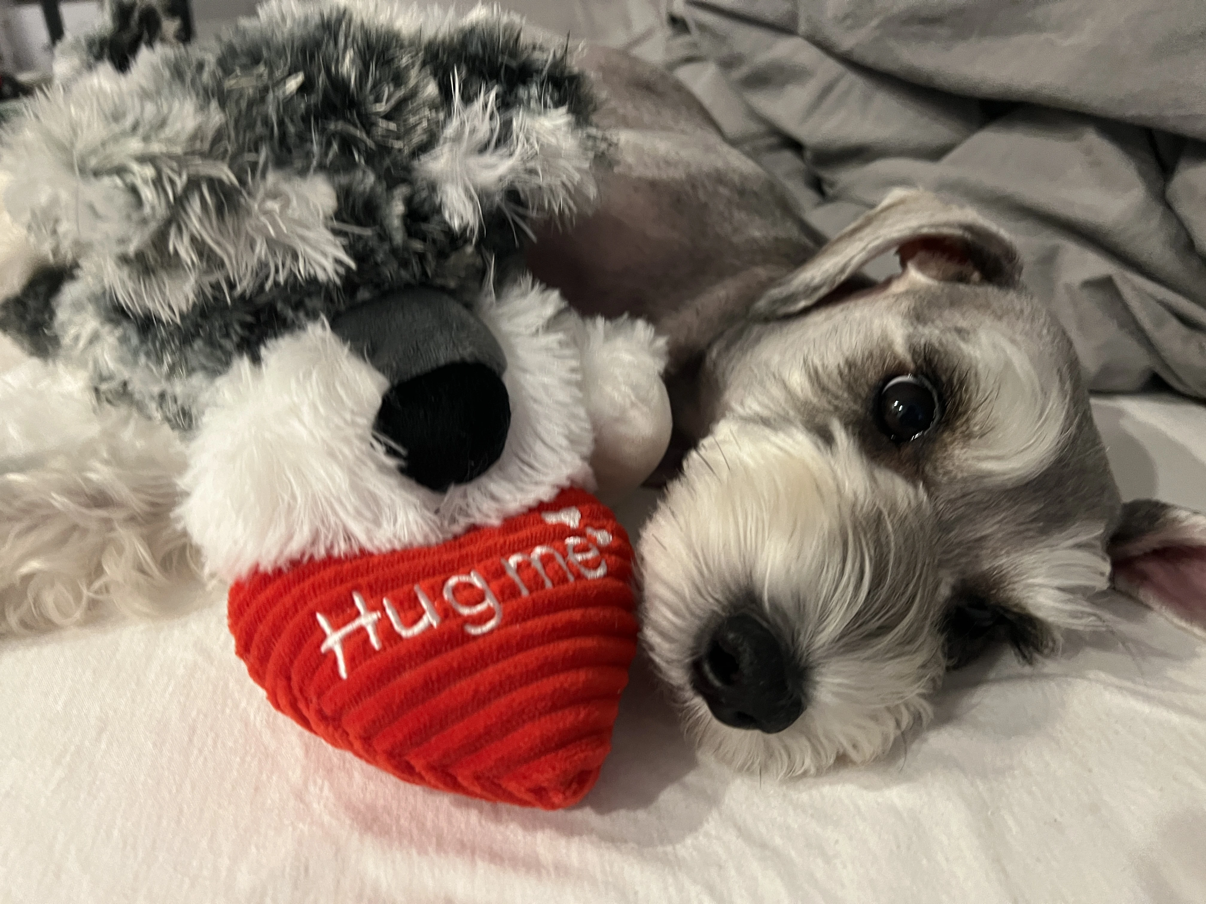 A dog with toys that reflect its unique personality